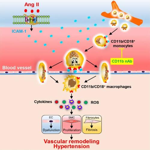 整合素cd11b介导巨噬细胞黏附和极化促进高血压和血管重构的机制